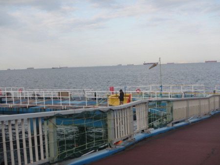 オリジナルメーカー海づり公園(市原市海づり施設) 釣果