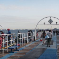 オリジナルメーカー海づり公園(市原市海づり施設) 釣果