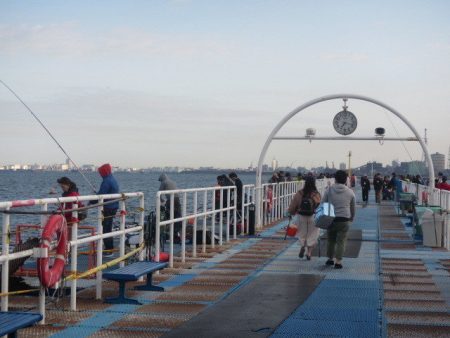 オリジナルメーカー海づり公園(市原市海づり施設) 釣果