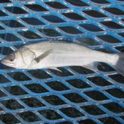 オリジナルメーカー海づり公園(市原市海づり施設) 釣果