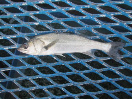 オリジナルメーカー海づり公園(市原市海づり施設) 釣果