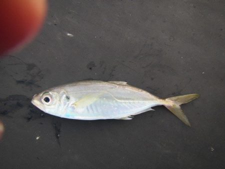 オリジナルメーカー海づり公園(市原市海づり…