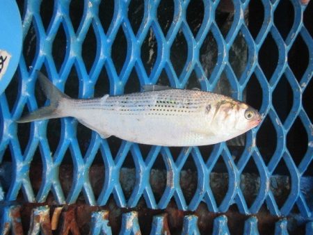 オリジナルメーカー海づり公園(市原市海づり施設) 釣果