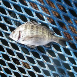 オリジナルメーカー海づり公園(市原市海づり施設) 釣果