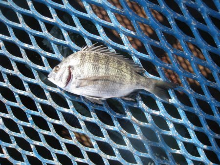 オリジナルメーカー海づり公園(市原市海づり施設) 釣果