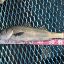 オリジナルメーカー海づり公園(市原市海づり施設) 釣果