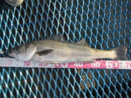 オリジナルメーカー海づり公園(市原市海づり施設) 釣果