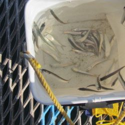 オリジナルメーカー海づり公園(市原市海づり施設) 釣果