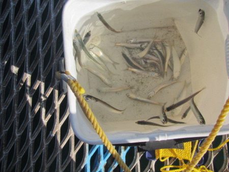 オリジナルメーカー海づり公園(市原市海づり施設) 釣果