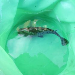 オリジナルメーカー海づり公園(市原市海づり施設) 釣果