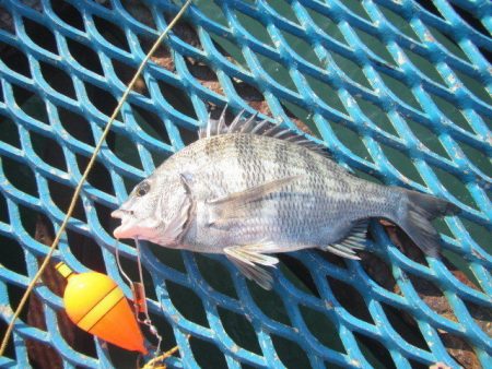 オリジナルメーカー海づり公園(市原市海づり施設) 釣果