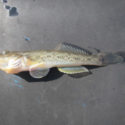 オリジナルメーカー海づり公園(市原市海づり施設) 釣果