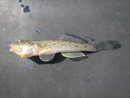 オリジナルメーカー海づり公園(市原市海づり施設) 釣果