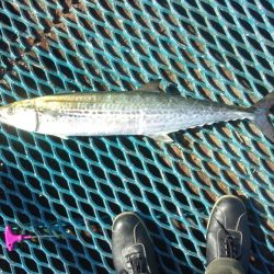 オリジナルメーカー海づり公園(市原市海づり施設) 釣果