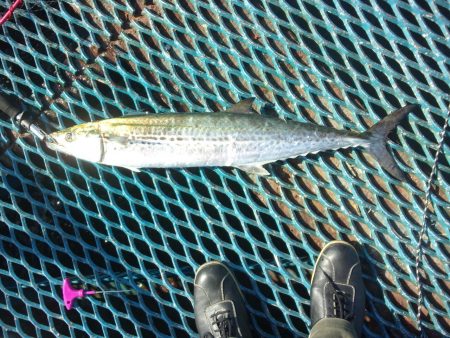 オリジナルメーカー海づり公園(市原市海づり施設) 釣果