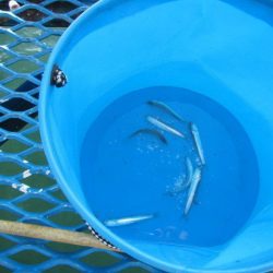 オリジナルメーカー海づり公園(市原市海づり施設) 釣果