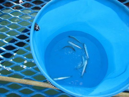 オリジナルメーカー海づり公園(市原市海づり施設) 釣果