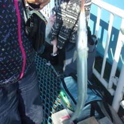 オリジナルメーカー海づり公園(市原市海づり施設) 釣果