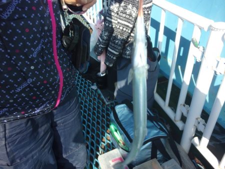 オリジナルメーカー海づり公園(市原市海づり施設) 釣果