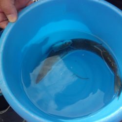 オリジナルメーカー海づり公園(市原市海づり施設) 釣果