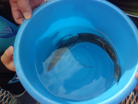 オリジナルメーカー海づり公園(市原市海づり施設) 釣果