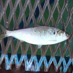 オリジナルメーカー海づり公園(市原市海づり施設) 釣果