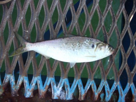 オリジナルメーカー海づり公園(市原市海づり施設) 釣果