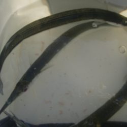 オリジナルメーカー海づり公園(市原市海づり施設) 釣果