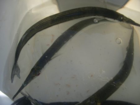 オリジナルメーカー海づり公園(市原市海づり施設) 釣果