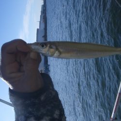 オリジナルメーカー海づり公園(市原市海づり施設) 釣果