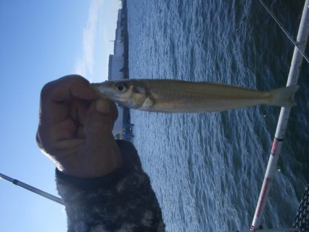 オリジナルメーカー海づり公園(市原市海づり施設) 釣果