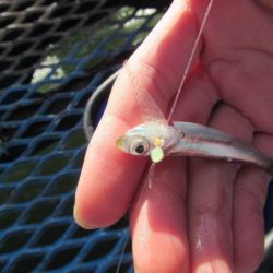 オリジナルメーカー海づり公園(市原市海づり施設) 釣果