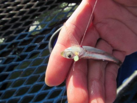 オリジナルメーカー海づり公園(市原市海づり施設) 釣果