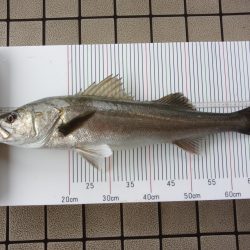 オリジナルメーカー海づり公園(市原市海づり施設) 釣果