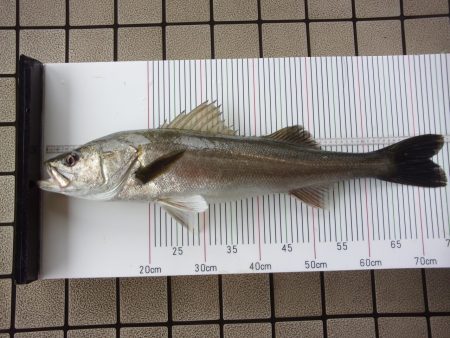 オリジナルメーカー海づり公園(市原市海づり施設) 釣果