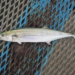 オリジナルメーカー海づり公園(市原市海づり施設) 釣果