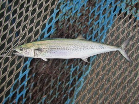 オリジナルメーカー海づり公園(市原市海づり施設) 釣果