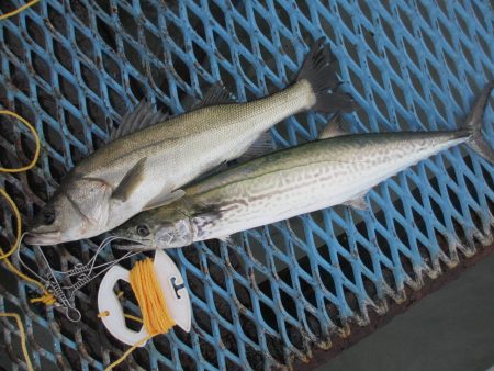 オリジナルメーカー海づり公園(市原市海づり…