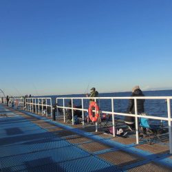 オリジナルメーカー海づり公園(市原市海づり施設) 釣果