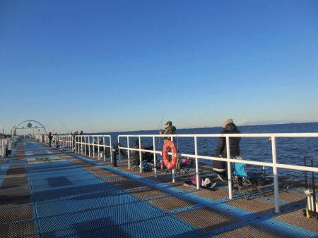 オリジナルメーカー海づり公園(市原市海づり施設) 釣果