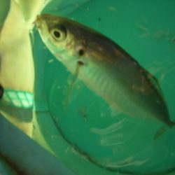 オリジナルメーカー海づり公園(市原市海づり施設) 釣果