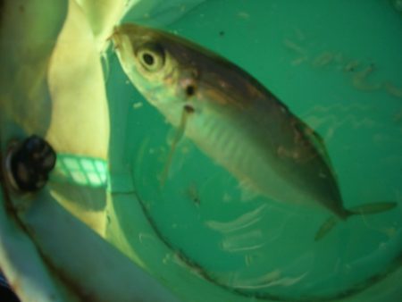 オリジナルメーカー海づり公園(市原市海づり施設) 釣果