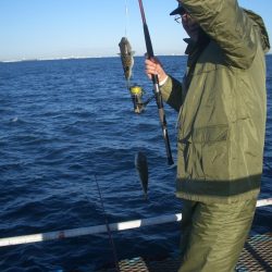 オリジナルメーカー海づり公園(市原市海づり施設) 釣果