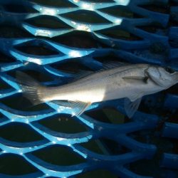 オリジナルメーカー海づり公園(市原市海づり施設) 釣果