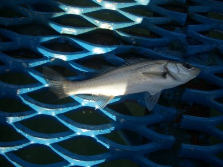 オリジナルメーカー海づり公園(市原市海づり施設) 釣果