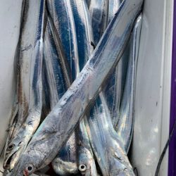 さんさん丸 釣果