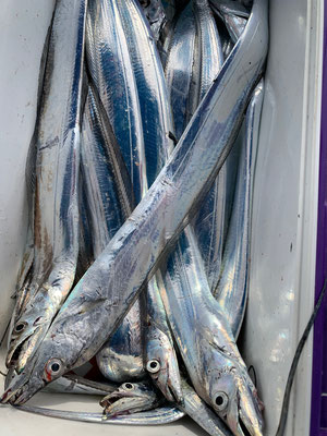 さんさん丸 釣果