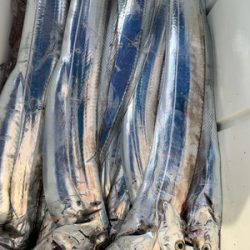 さんさん丸 釣果