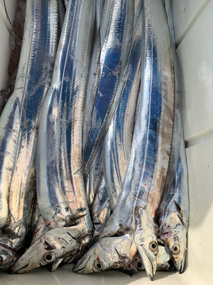 さんさん丸 釣果