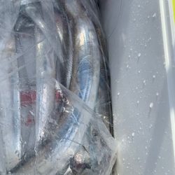 さんさん丸 釣果
